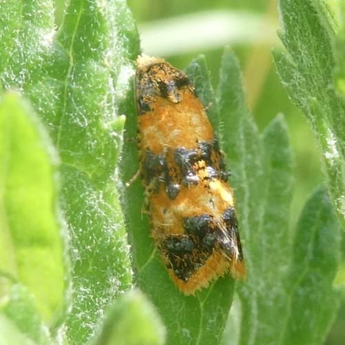 Réf. 295 755 : Commophila aeneana